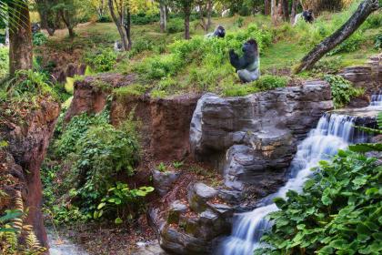 Disney&#039;s Animal Kingdom Theme Park 